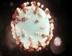  العرب اليوم - علماء يكتشفون بروتين يتصدى لفيروس كورونا