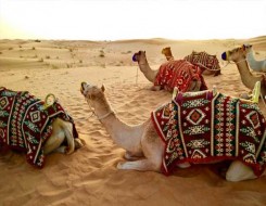  العرب اليوم - "الظفرة" وجهة إماراتية عالمية مفضلة للسياحة الصحراوية