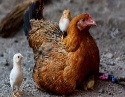  العرب اليوم -  إعدام أكثر من 50 مليون طائر في مزارع أوروبا بسبب إنفلونزا الطيور