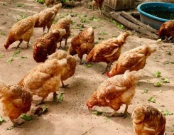  العرب اليوم - نفوق 1500 طير دجاج بمزرعة في إربد الاردنية والسلطات تحقق بالحادث