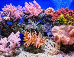  العرب اليوم - الشعاب المرجانية تجد صعوبة في التعرف على المنافسين بسبب التبييض الجماعي