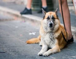  العرب اليوم - دراسة تؤكد الكلاب تستطيع "الرؤية" بأنوفها