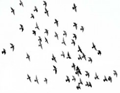  العرب اليوم - دراسة أميركية جديدة تؤكد أن تغير المناخ يؤثر على الطيور
