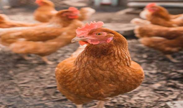  العرب اليوم - تفش جديد لأنفلونزا الطيور في اليابان والسلطات تقرر إعدام نحو 40 ألف دجاجة
