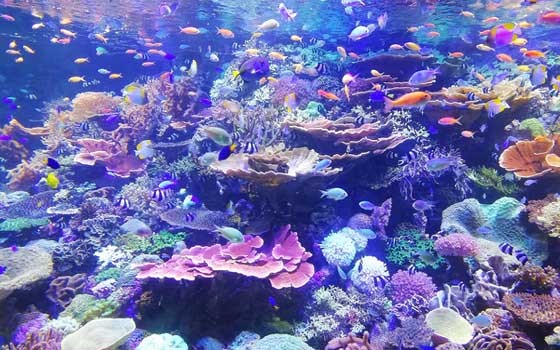  العرب اليوم - أبوظبي تدشن أكبر مشروع في المنطقة لإعادة تأهيل الشعاب المرجانية