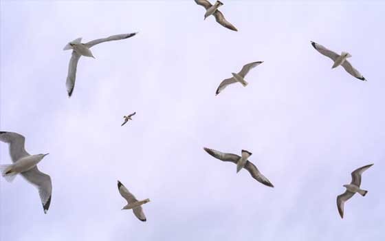  العرب اليوم - سلطنة عُمان تبدأ في استقبال مئات الآلاف من الطيور المهاجرة