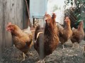  العرب اليوم - إعدام 17 ألف دجاجة بسبب إنفلونزا الطيور في اليابان
