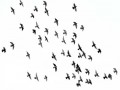  العرب اليوم - الطيور باتت أصغر حجمًا بسبب تغير المناخ