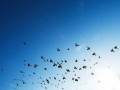  العرب اليوم - طيور تتساقط من السماء مع موجة الحر الحارقة في الهند