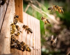  العرب اليوم - سرب من النحل يثير الرعب في مدينة بريطانية تجاوز عددها الـ 15 ألفا