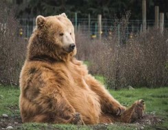  العرب اليوم - نفوق الباندا العملاق «لي لي» بعد 20 عامًا في حديقة حيوان ممفيس