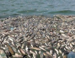  العرب اليوم - تقرير يوضح نفوق ملايين الأسماك بسبب التلوث في إسبانيا