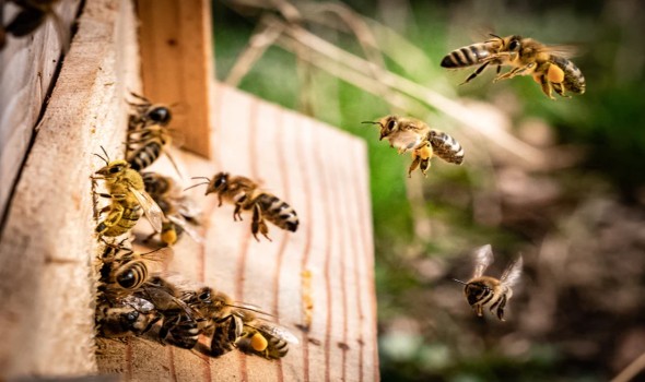  العرب اليوم - دراسة حديثة توضح أن النحل ينبّه خليته لهجمات الدبابير العملاقة بالصراخ
