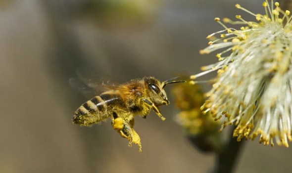  العرب اليوم - باحثون يكشفون حل لغز هضم اللحوم لدى النحل الشوكي