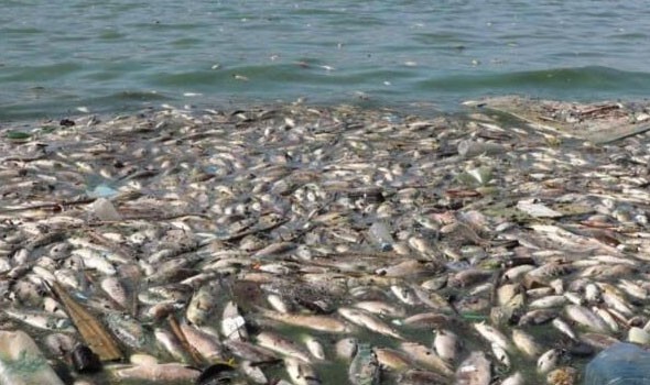  العرب اليوم - نفوق نحو 8 ملايين سمكة بسدي الوالة والموجب في الأردن