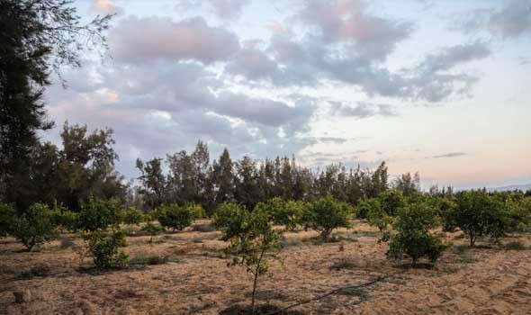  العرب اليوم - الأردن تعلن عن نجاح زراعة أول حقل من أشجار الباولونيا الصينية