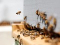  العرب اليوم - "لغز إختفاء النحل" يُثِير مخاوف المربين ومستهلكي العسل في المغرب