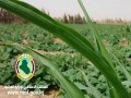  العرب اليوم - العراق يشتري أكثر من 3 ملايين طن من القمح في موسم الحصاد المحلي