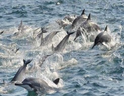  العرب اليوم - الدلافين القتالية قادرة على حماية خليج سيفاستوبل