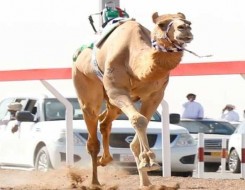  العرب اليوم - الإعلان عن جدول مسابقات الدورة السابعة من مهرجان الملك عبدالعزيز للإبل