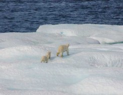  العرب اليوم - تغير المناخ يدفع الدببة القطبية لتناول النفايات والبطاريات