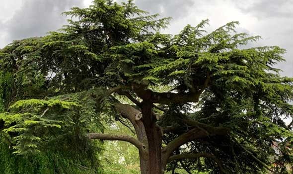  العرب اليوم - تغطية أكبر شجرة في العالم ببطانية ضخمة فيما حرائق كاليفورنيا تستعر