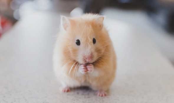  العرب اليوم - دراسة تؤكد أن فئران البرية أكثر ذكاءًا من فئران المختبر