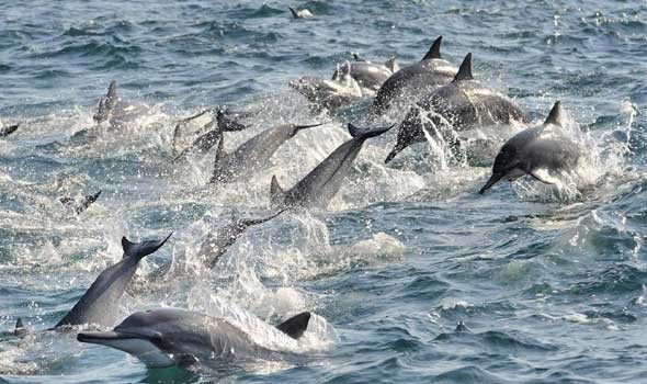  العرب اليوم - تزايد أعداد الحيتان الزعنفية في القارة القطبية الجنوبية