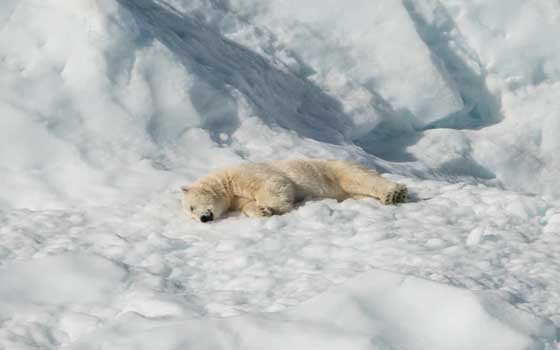  العرب اليوم - التقاط لحظة اصطياد الدب القطبي لحيوان الرنة لأول مرة في الدائرة القطبية الشمالية