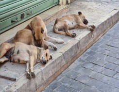  العرب اليوم - تركي يقطع 60 كيلومترا لإطعام كلاب ضالة