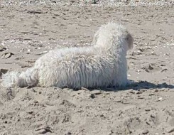  العرب اليوم - إنقاذ كلب علق في بحيرة جليدية في أميركا