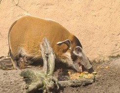  العرب اليوم - السويد ترصد حمى الخنازير الأفريقية في 7 حيوانات برية