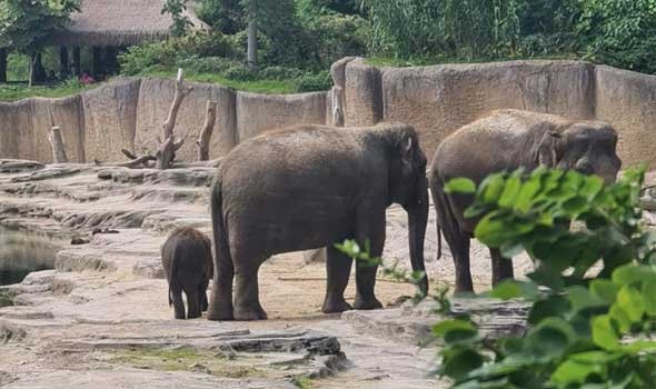  العرب اليوم - ولادة توأمين نادرين من الفيل الإفريقي في محمية الحياة البرية في كينيا