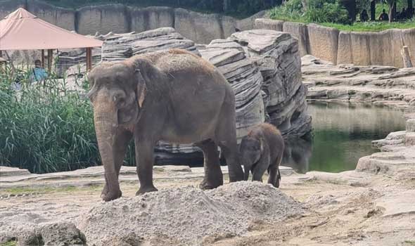  العرب اليوم - ولادة نادرة لفيل أبيض في ميانمار