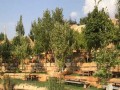  العرب اليوم - دراسة تؤكد أن أزمة المناخ تهدد الأشجار في مناطق حضرية