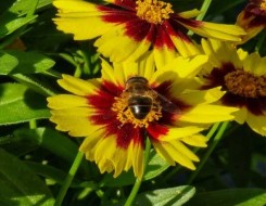  العرب اليوم - النحل يُغري النباتات لإفراز الروائح بشحنات كهربائية