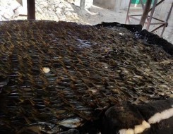  العرب اليوم - العثور على أسماك نافقة وأخرى حية تحمل تشوهات في طبرقة التونسية