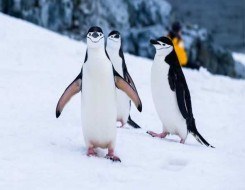  العرب اليوم - طُيور البطريق تَكشف أسرار تغير المُناخ في القطب الجنوبي