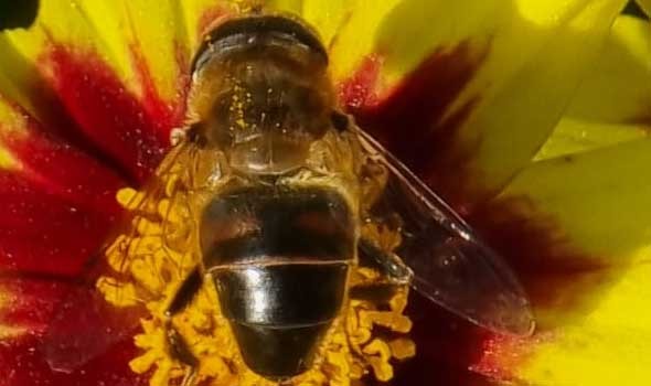 علماء الأحياء يتمكنون من جعل دماغ النحل يتوهج عند العمل