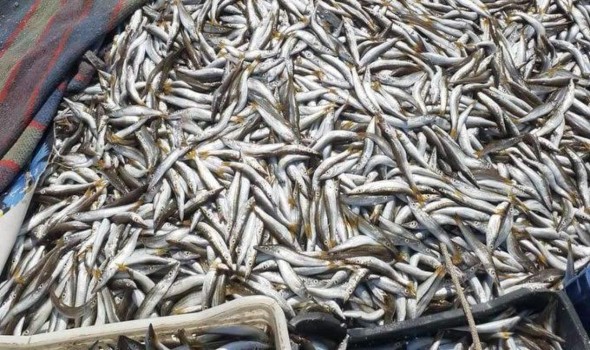  العرب اليوم - أسماك السردين تدفع ثمن التغيرات البيئية وأصبحت أصغر حجماً