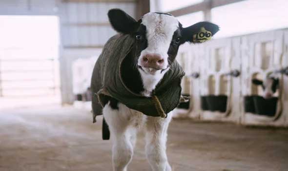  العرب اليوم - مزرعة أبقار فريدة من نوعها عائمة فوق الماء في روتردام الهولندية بغية حماية المناخ