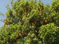  العرب اليوم - فوائد مُذهلة للبرتقال الأحمر أبرزها نزُول الوزن