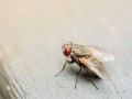  العرب اليوم - اكتشاف نوع جديد من الحشرات تدعى "فالهالا" تقضي 11 شهرا من العام محبوسة في "سراديب"