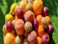  العرب اليوم - فوائد ومخاطر النظام الغذائي المعتمد على الفاكهة