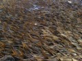  العرب اليوم - عينات نهر أودر تستبعد المواد السامة في نفوق الأسماك