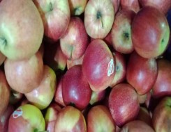  العرب اليوم - الخبراء يختارون "التفاح" كأفضل فاكهة لتعزيز صحة القلب