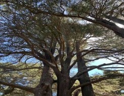  العرب اليوم - زراعة الأشجار يمكن أن تحد من الوفيات الناجمة عن موجات الحر الصيفية في المدن
