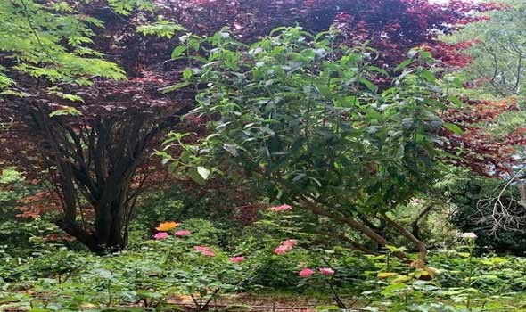 حديقة نينفا واحة رائعة تحتضن ألوان الطبيعة التي يعود تاريخها إلى العصور الوسطى القديمة
