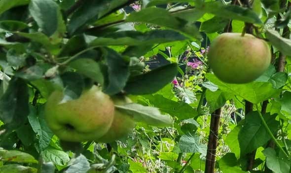  العرب اليوم - فوائد التفاح الأخضر
