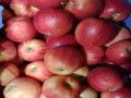  العرب اليوم - التفاح أفضل الفواكه التي يمكنك تناولها للحصول على بطن مُسطح